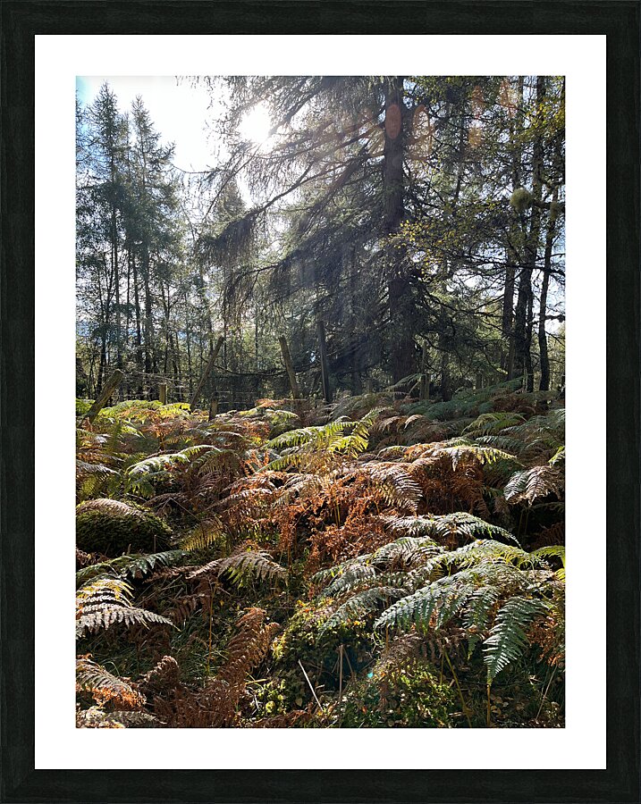 Autumnal Sunlight to the Forest Floor Picture Frame print