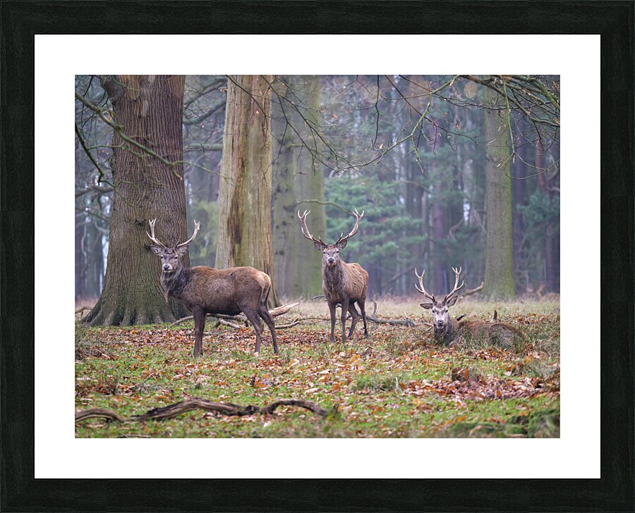  Fine Art print