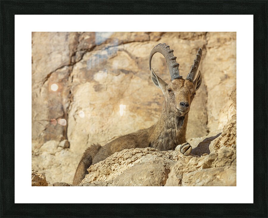  Fine Art print