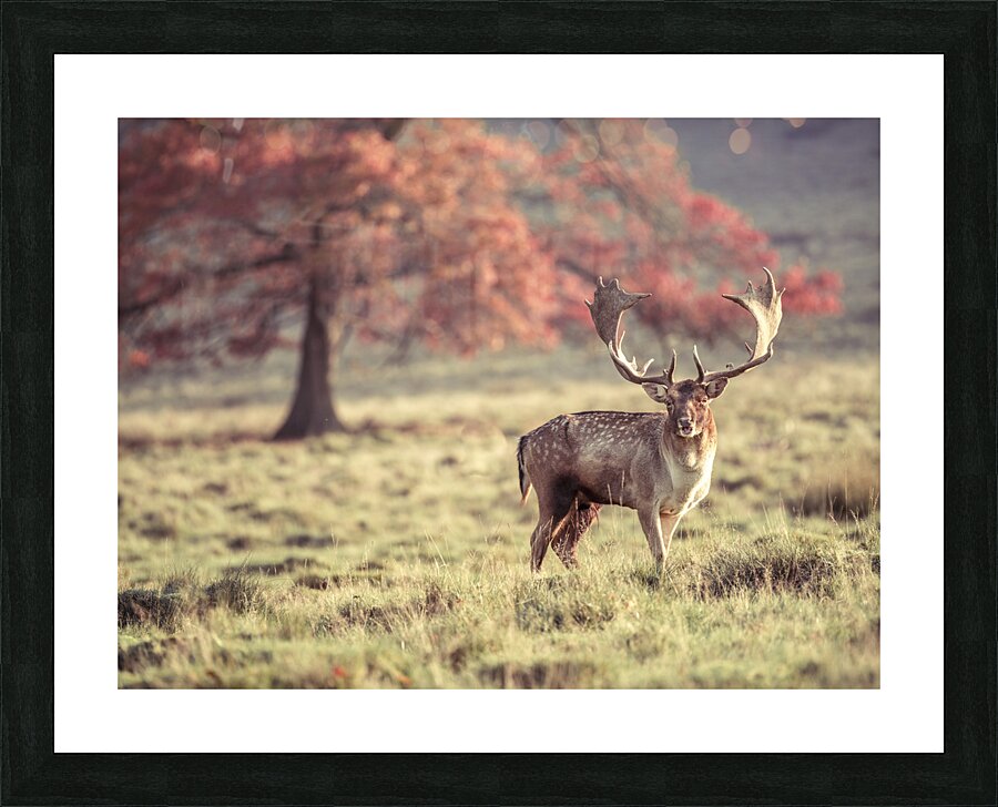  Fine Art print