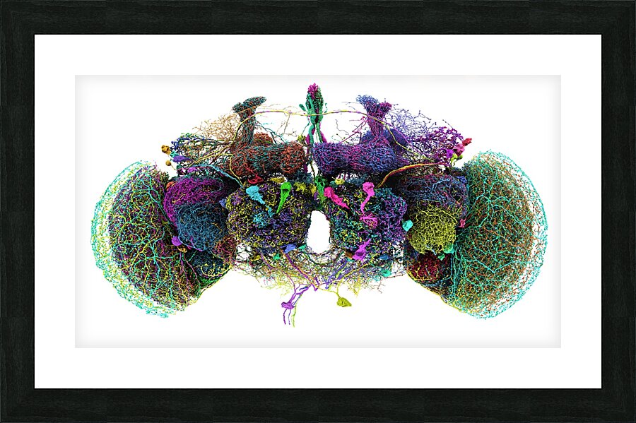  Fine Art print