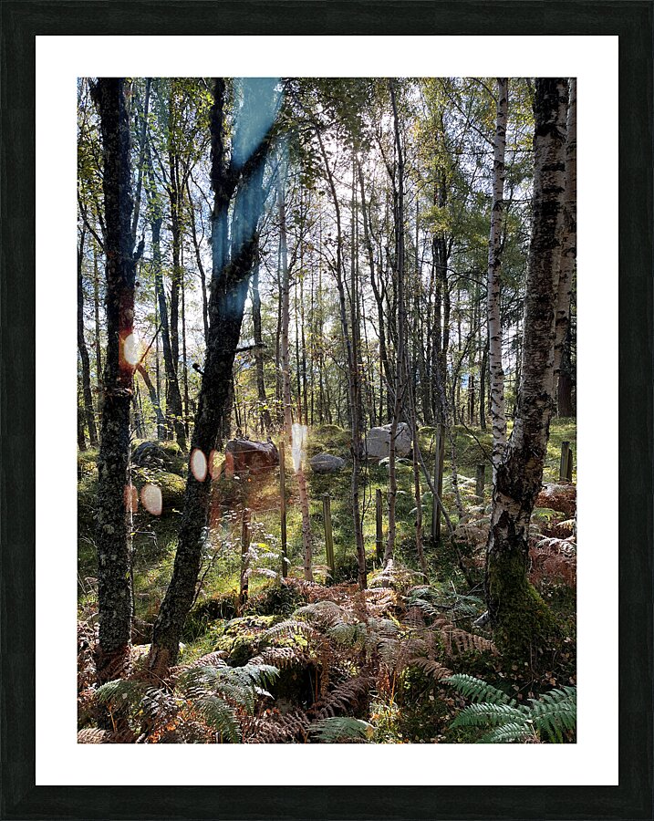 Autumnal Forest View in the Scottish Highlands Picture Frame print