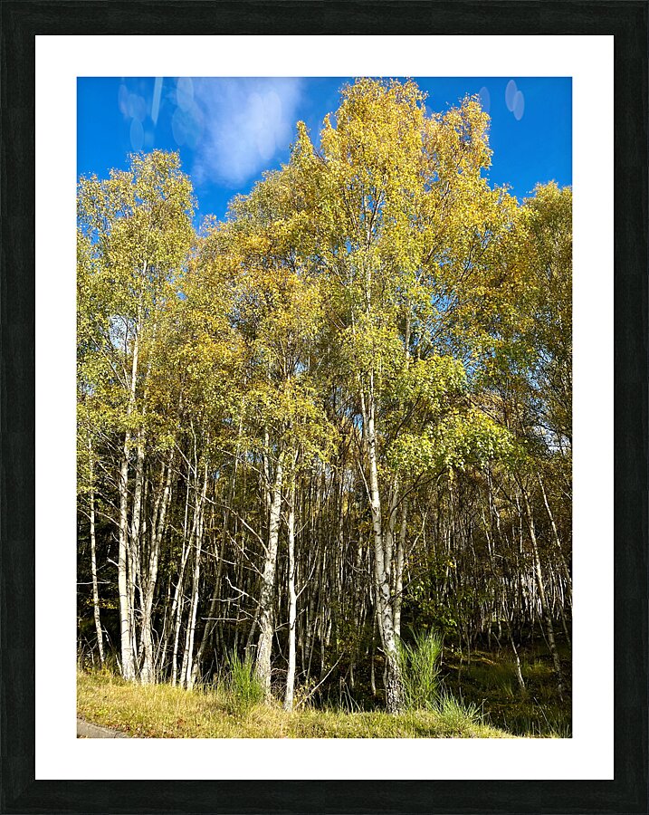 Golden Autumnal Birch Trees in the Scottish Highlands Picture Frame print