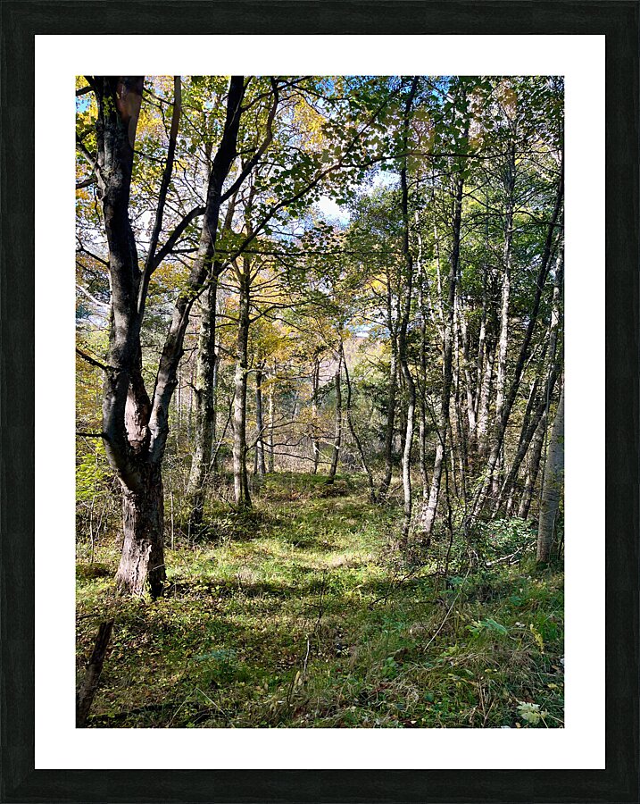 Autumn Arrives in the Forest of the Scottish Highlands Picture Frame print