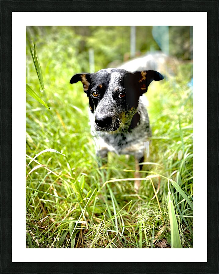 IMG 2439 Picture Frame print