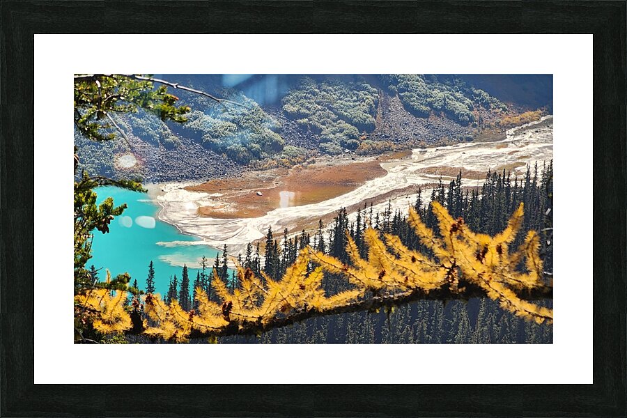 Lake Louise and Larch Trees  Picture Frame print