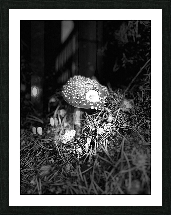 Scenes from the Trail- Fly Agaric in Black and White Picture Frame print