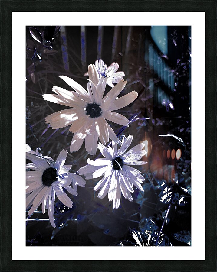 Abstract White Daises Picture Frame print