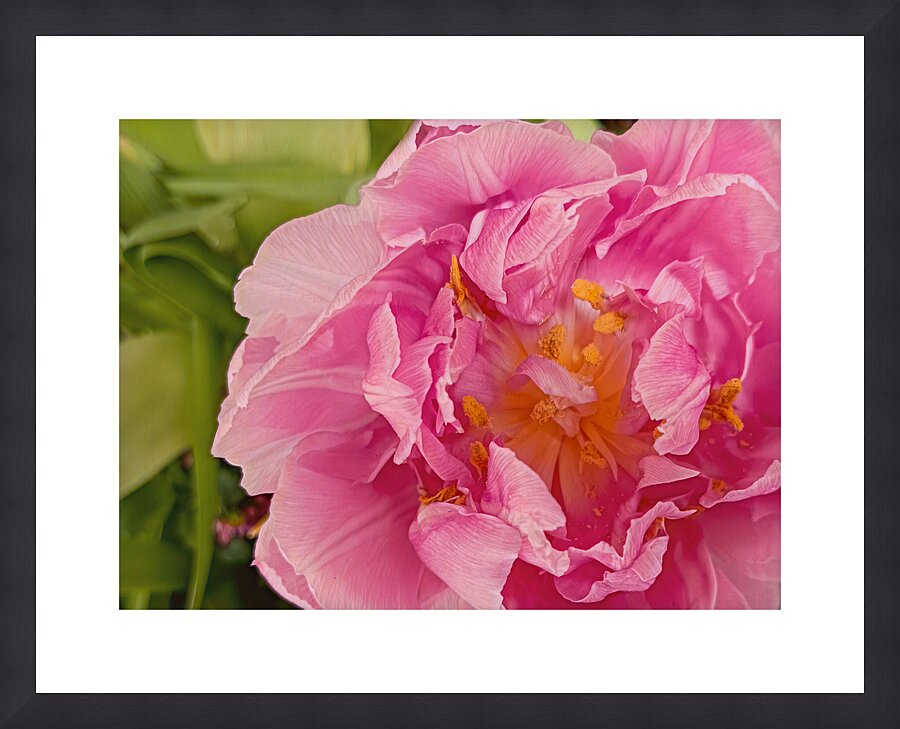 Pink Double Tulip Picture Frame print