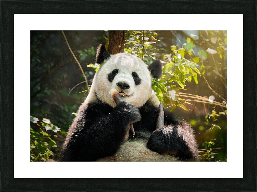 Giant panda bear in China Picture Frame print
