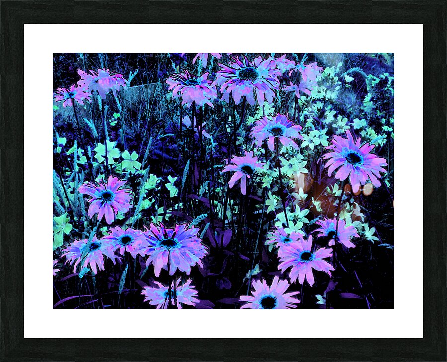 Impressionistic Vibrant Multitude of Daises Picture Frame print