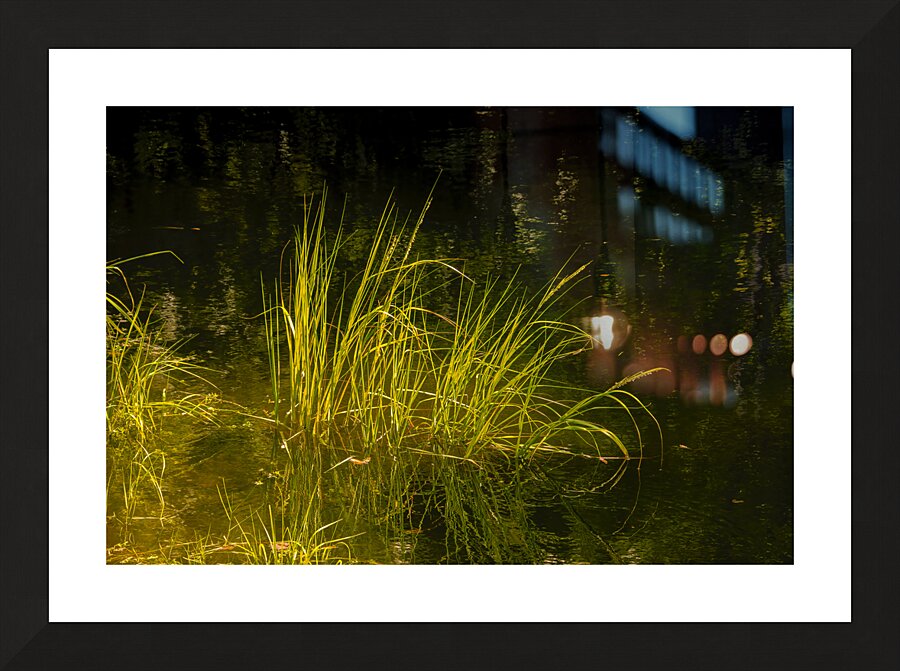 Marsh Grass Evening  Reflections Picture Frame print