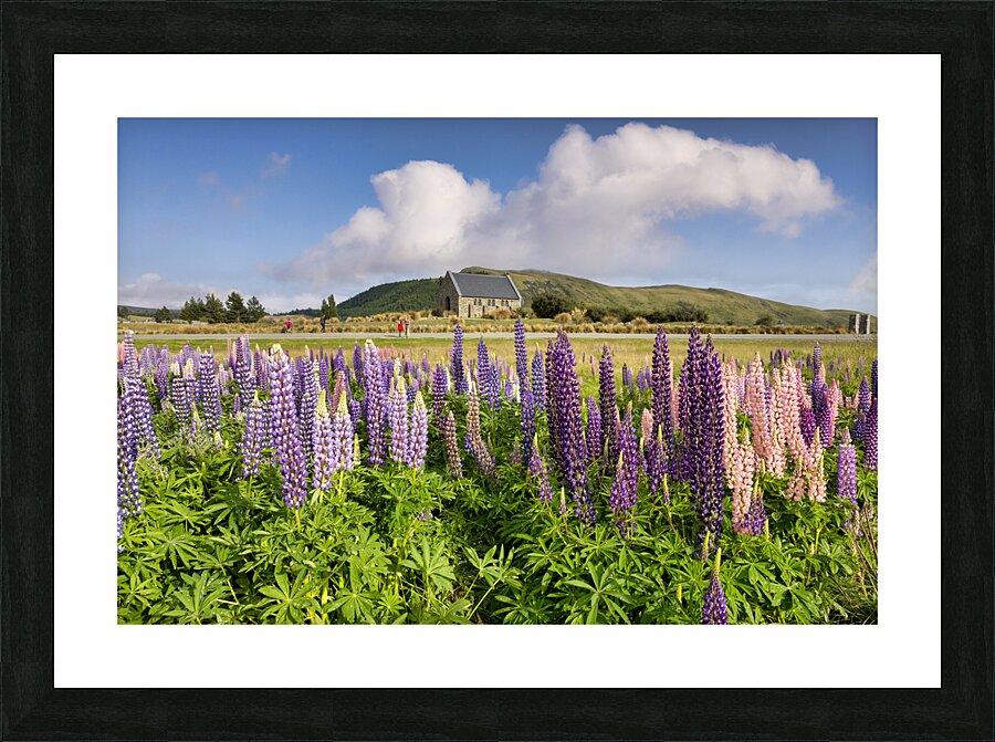 Lupins and Church of the Good Shepherd Tekapo New Zealand Picture Frame print