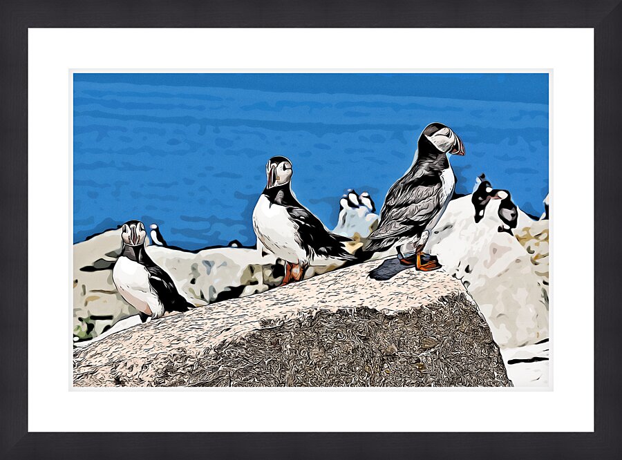 Three Atlantic Puffins Guarding Their Nesting Area - Illus.  Framed Print Print