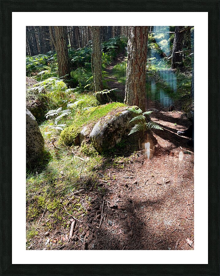 Scenes from the Trail - Sunlight Forest Trail  Picture Frame print