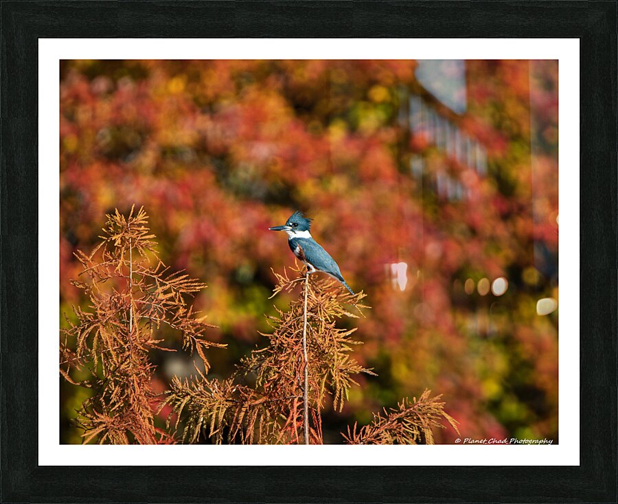 Kingfisher in Autumn Bokeh  Framed Print Print