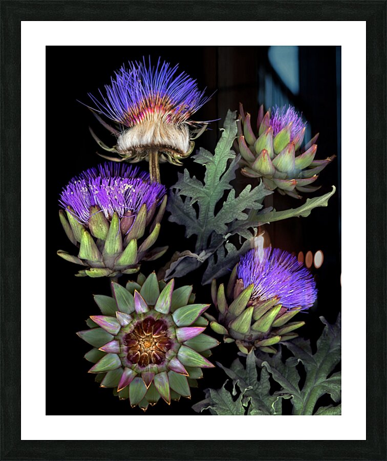 French Artichokes   Picture Frame print