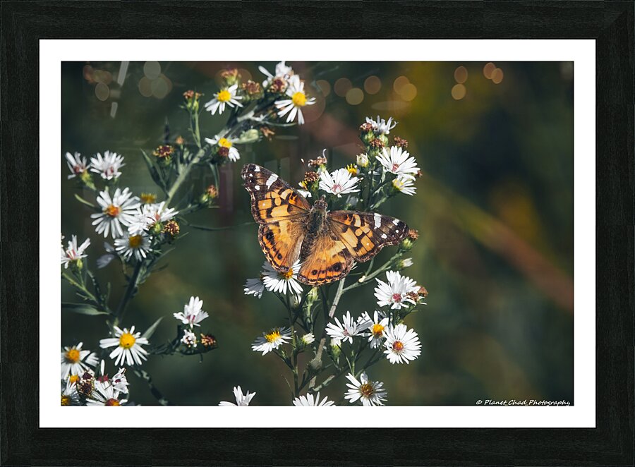 Beautiful American Lady on Aster  Framed Print Print