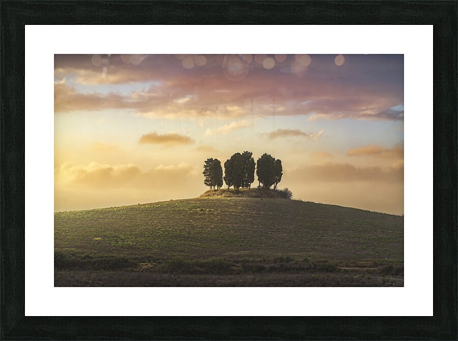 Cypress grove in Tuscany Picture Frame print
