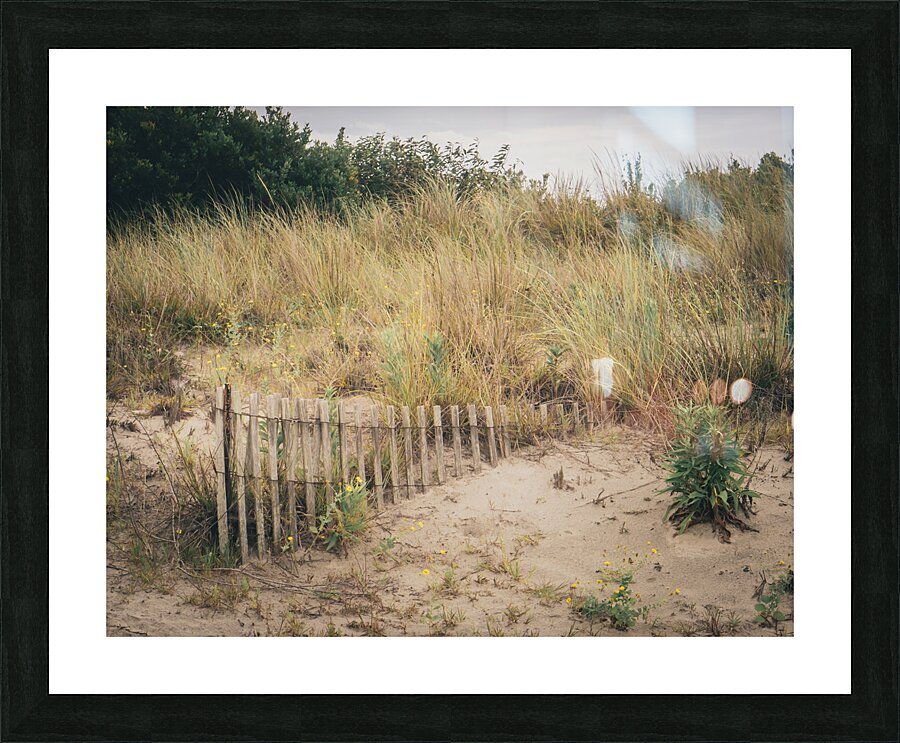 Buried Sand Fencing Picture Frame print