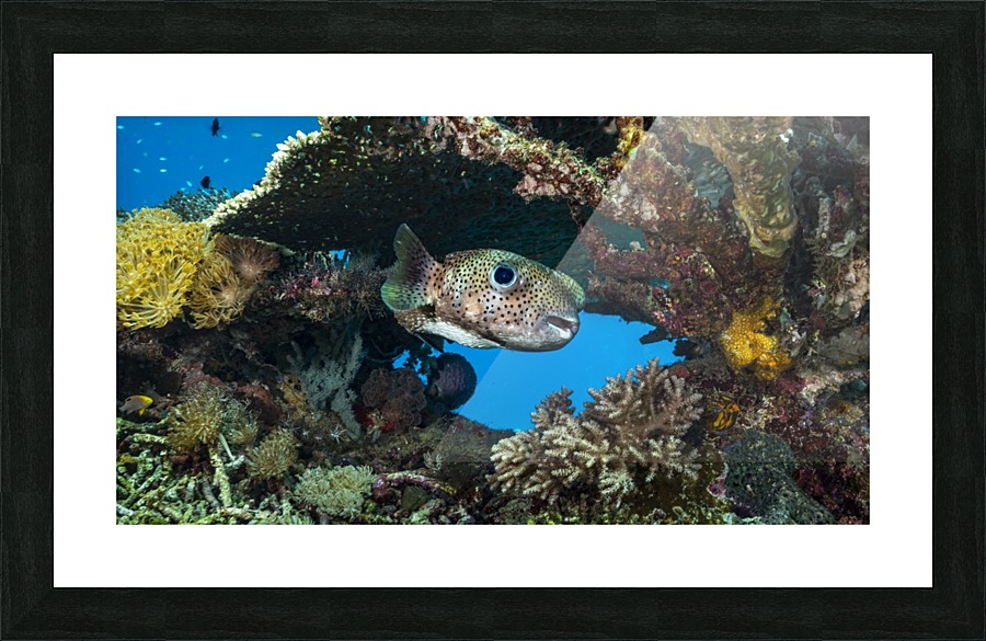 spotted porcupinefish Picture Frame print