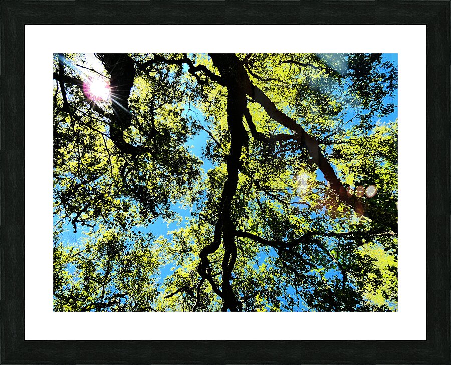 Birch Tree Canopy in Intelligent Art Picture Frame print