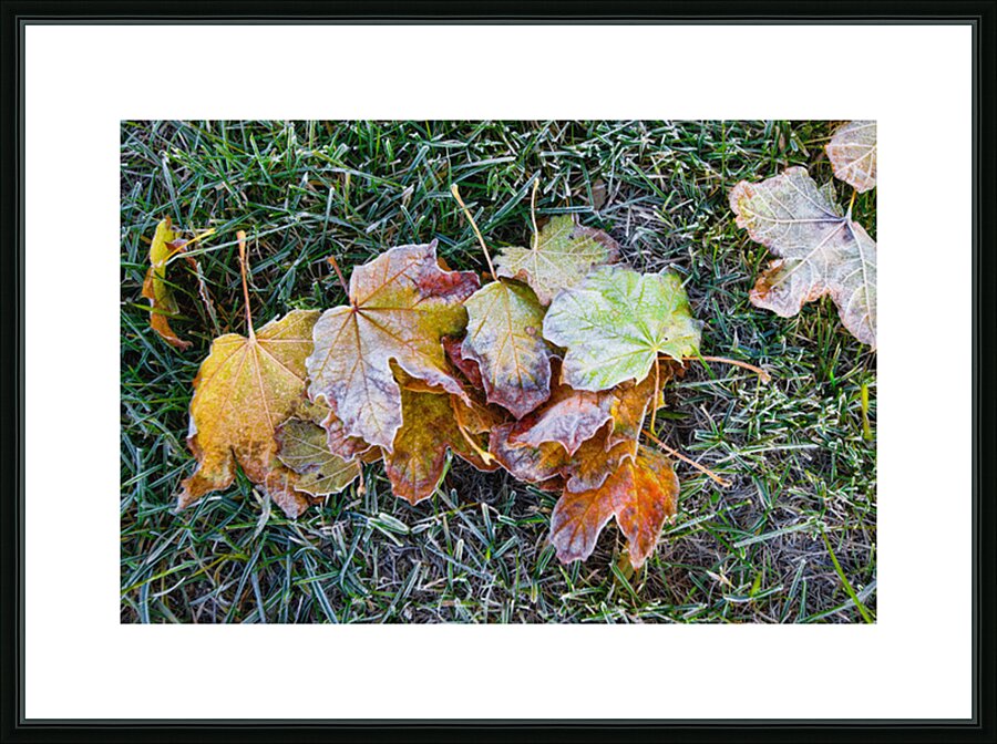 Hoar Frost in the Grass Picture Frame print