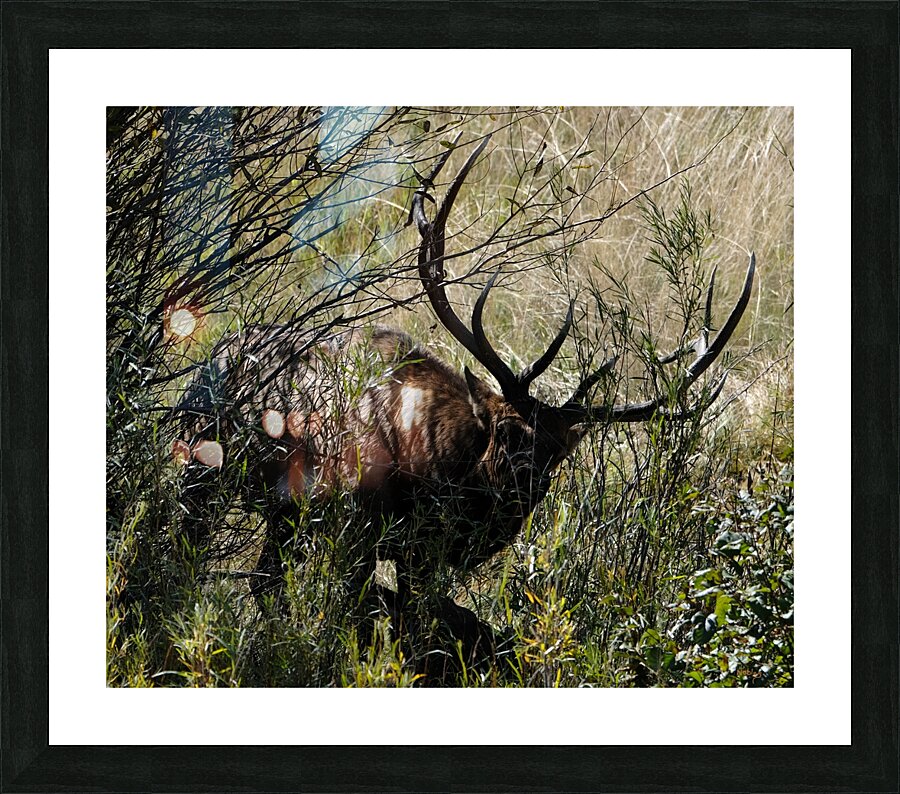 Estes Park Bull Elk  Picture Frame print