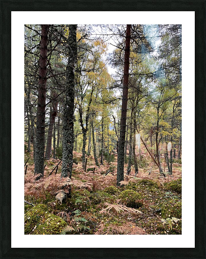 Autumnal Pine and Birch Forest in the Scottish Highlands Picture Frame print