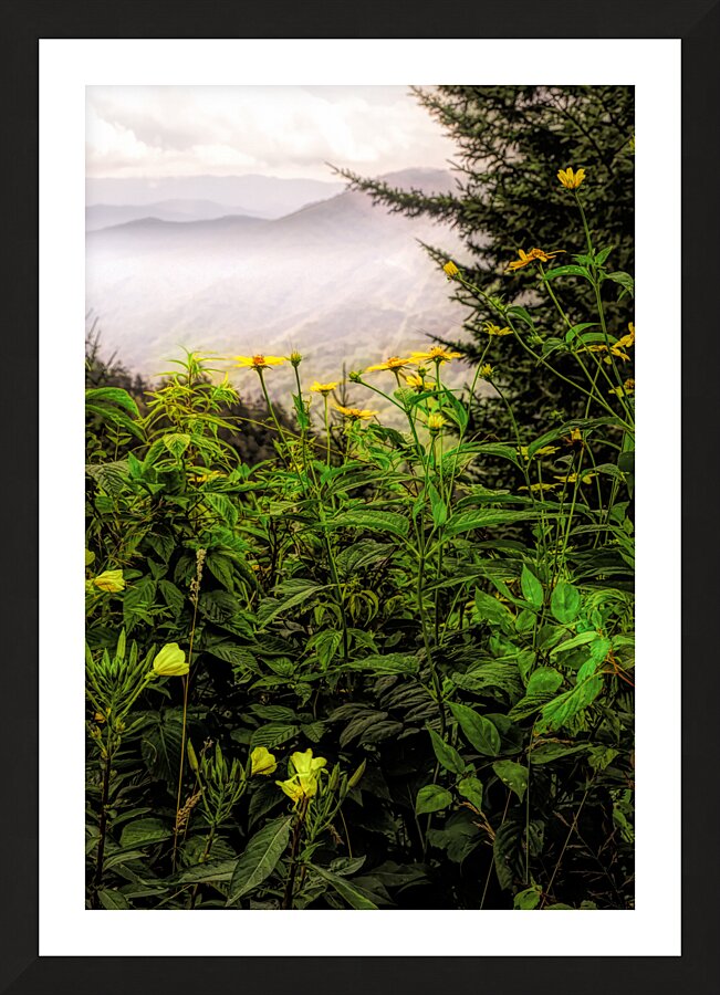 Smoky Mountains Summer Wildflowers Picture Frame print