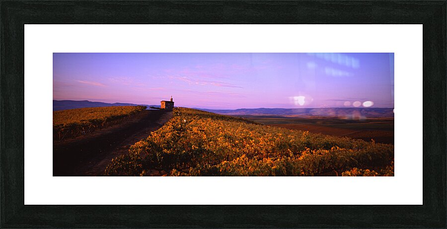 Red Willow Vineyard Picture Frame print
