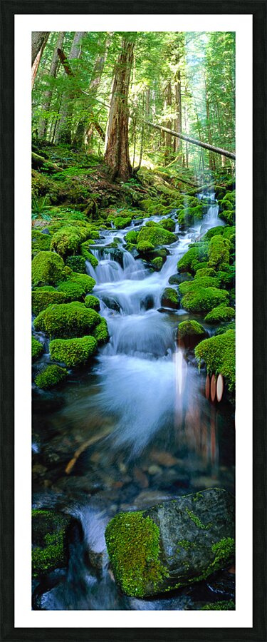 Rain Forest Runoff Picture Frame print