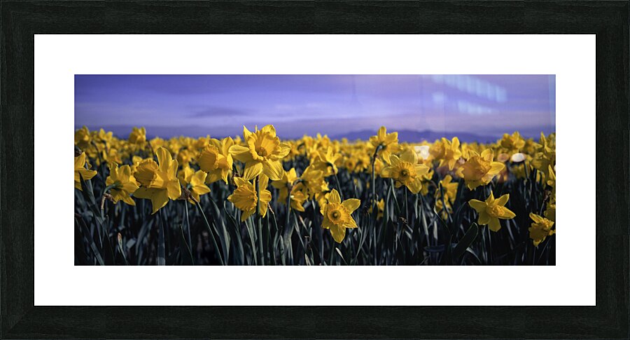Skagit Gold Picture Frame print