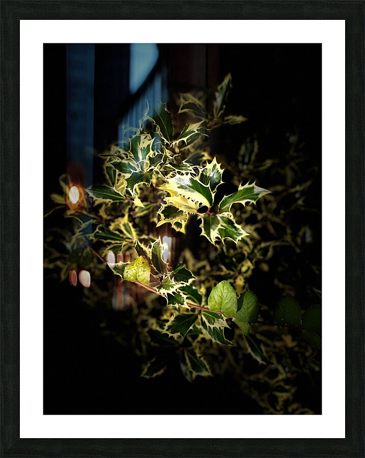  Variegated Holly Wreath  -  Merry Christmas  Picture Frame print