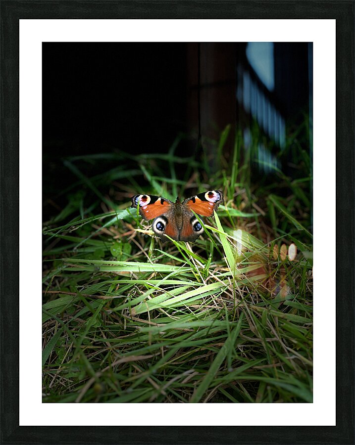 Scenes from the Trail- Butterfly Picture Frame print