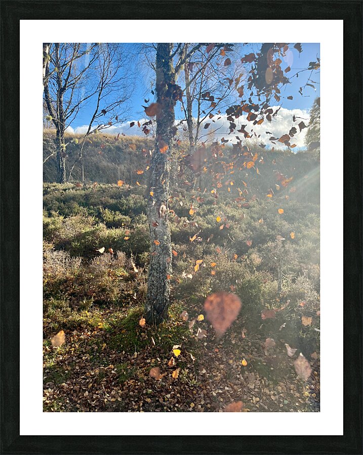 Scenes from the Trail- Autumnal Falling Leaves Picture Frame print