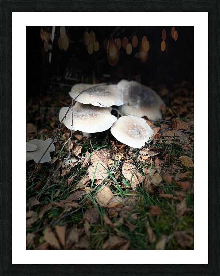 Scenes from the Trail -Autumnal Forest Mushroooms Picture Frame print