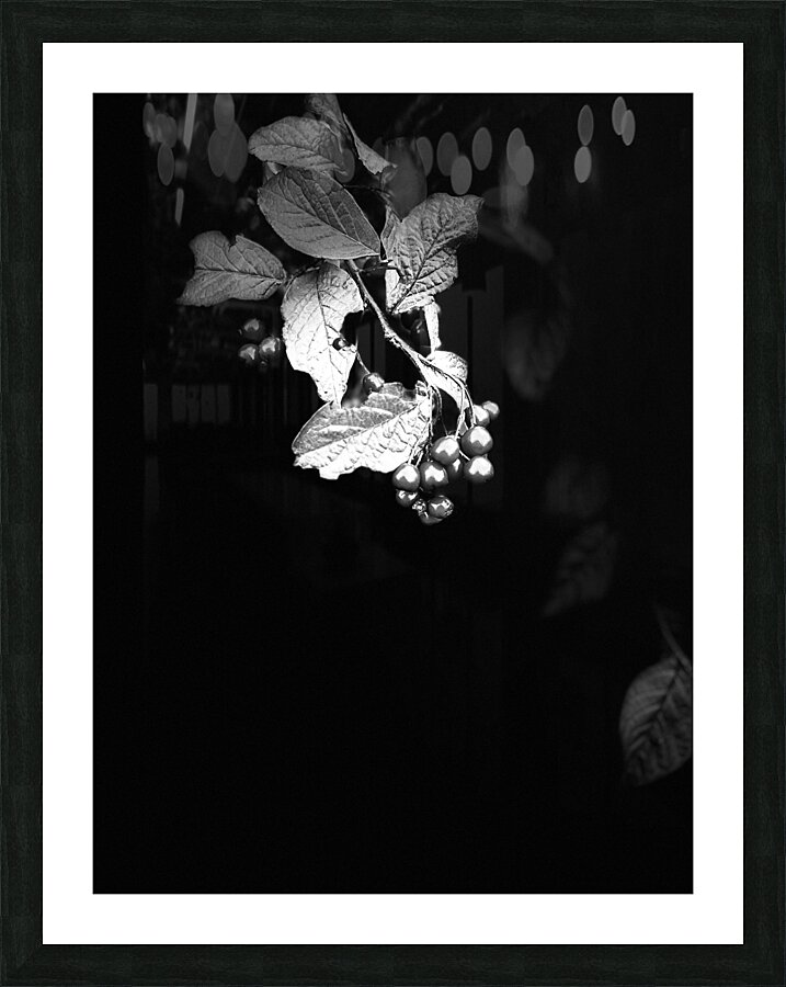 Cotoneaster Tree with Berries in Black and White  Picture Frame print