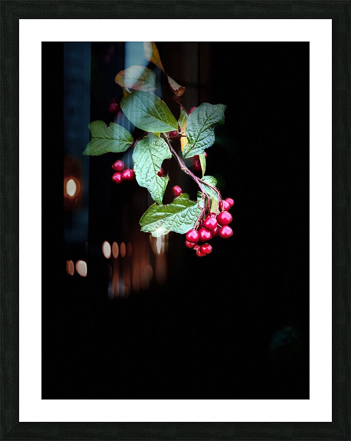 Cotoneaster in the Darkness Picture Frame print