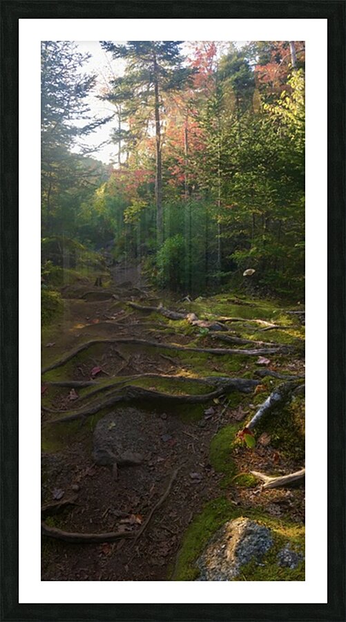 Sunny Roots Picture Frame print