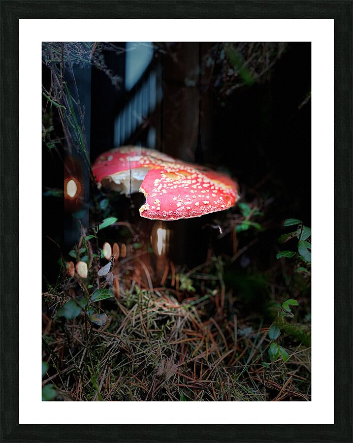 Scenes from the Trail   Fly Agaric Too Picture Frame print