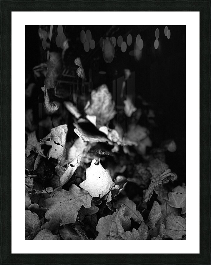 Scenes from the Trail  -Autumnal Leaves in Black and White  Picture Frame print