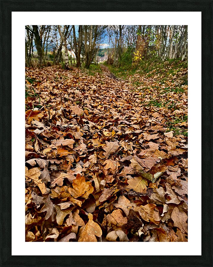Scenes from the Trail - Fallen Leaves  Picture Frame print