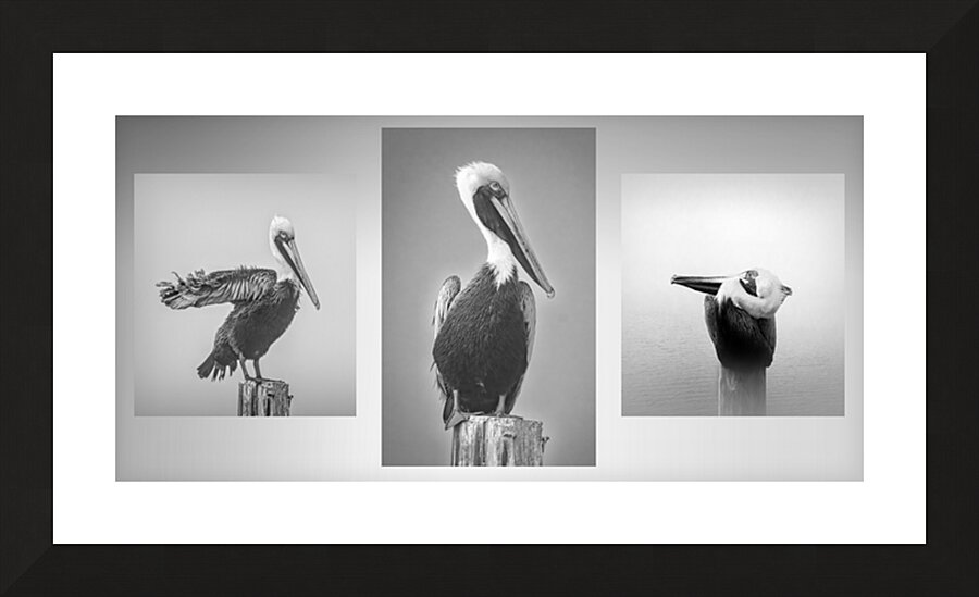 Three Pelicans Triptych in Black and White Picture Frame print