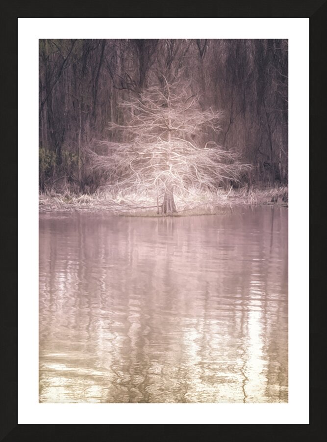 Louisiana Fausse Point State Park  Cypress Tree Picture Frame print