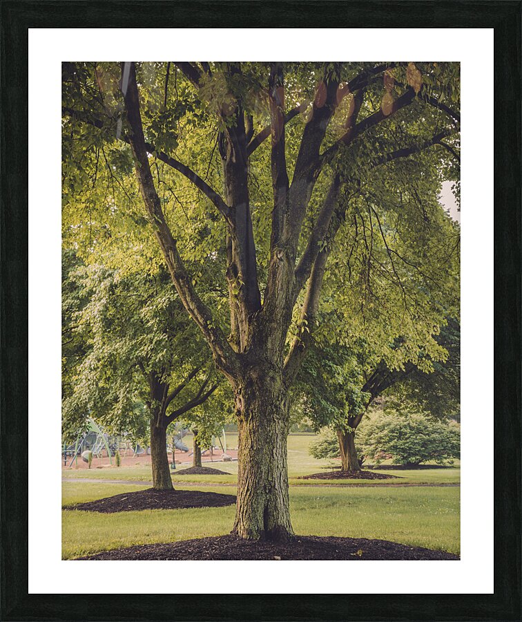 Maple Tree on a May Morning Picture Frame print