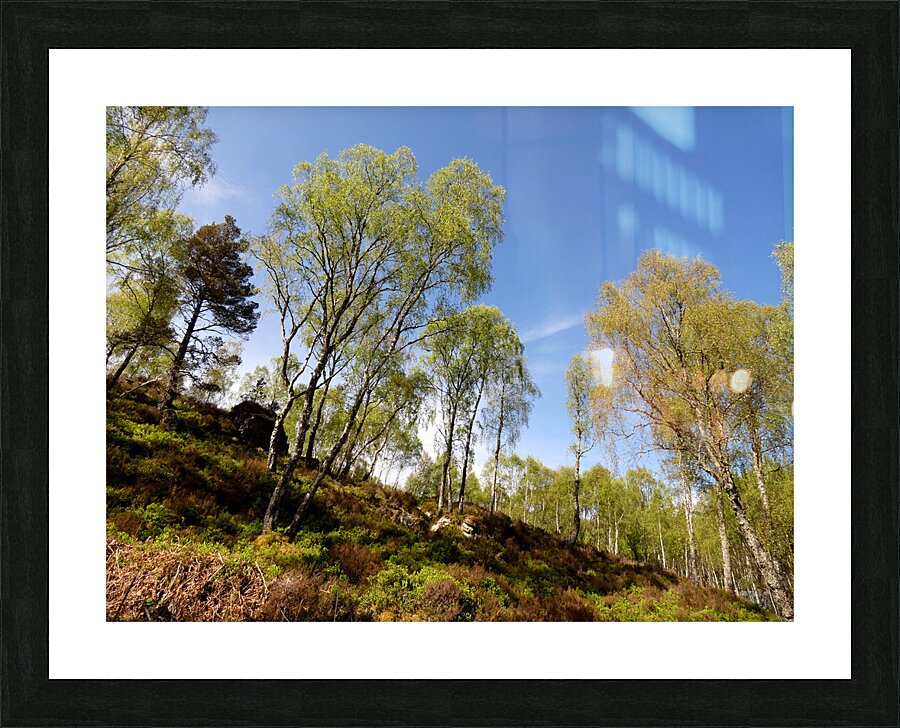  Scottish Highlands Woodland Image  Picture Frame print