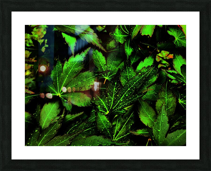  Artistic Autumnal Acer Leaves Too Picture Frame print