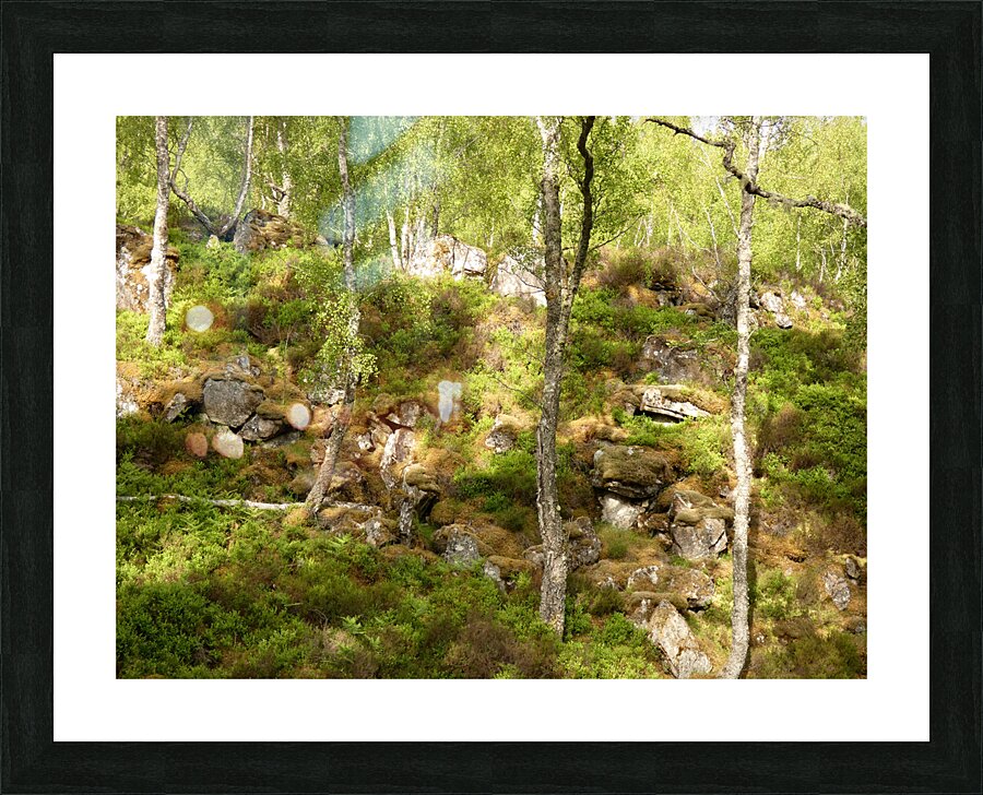 Birch Heather Blay Berries and Moss in the Scottish Highlands Picture Frame print