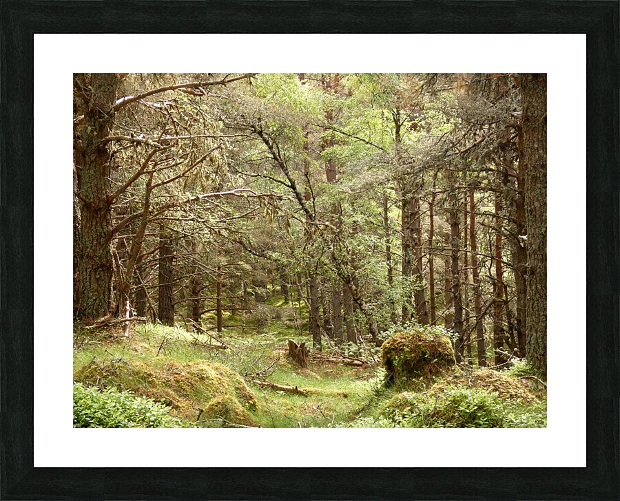 Forest Wonderland in the Scottish Highlands Picture Frame print